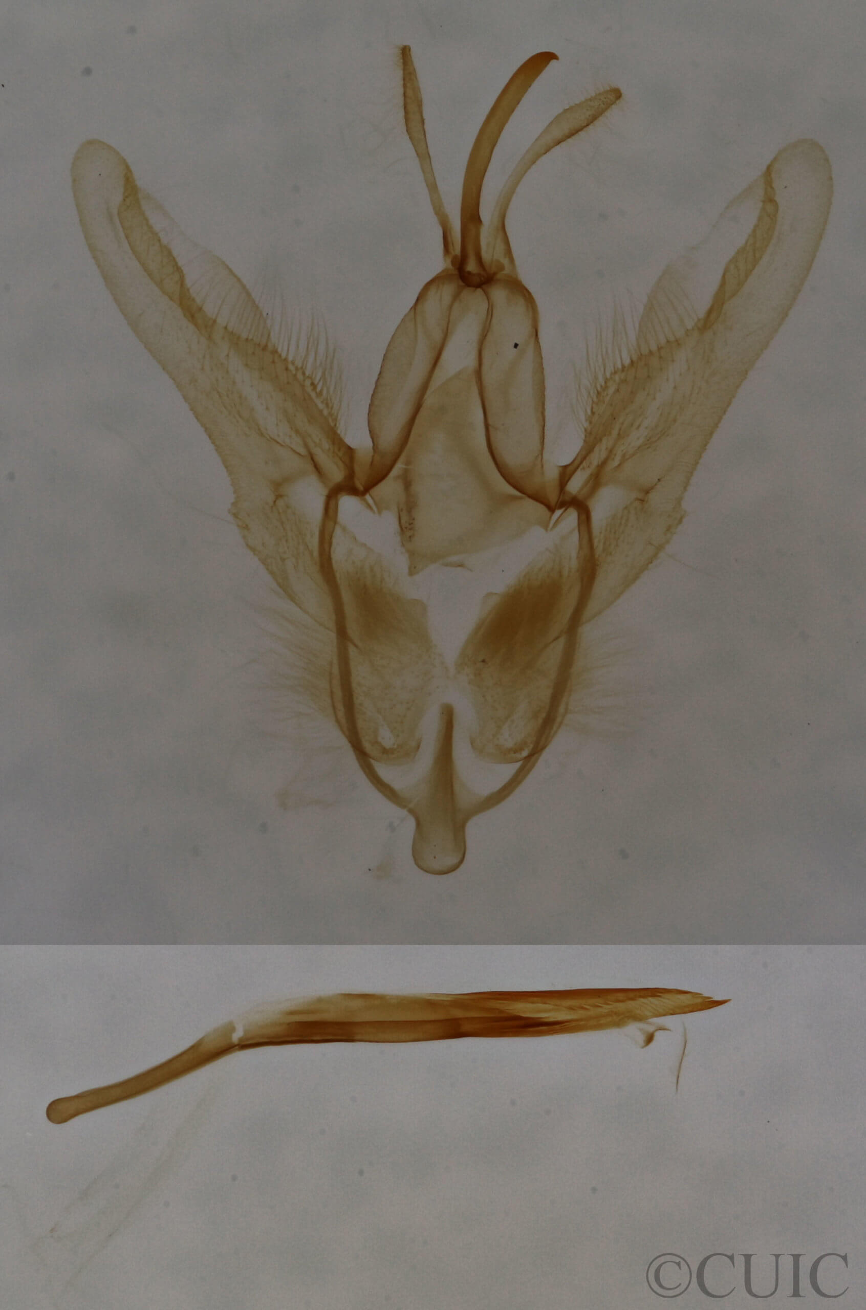 genitalia view of adult Chloropteryx tepperaria