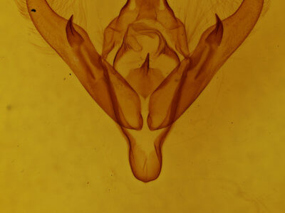 genitalia view of adult Choephora fungorum