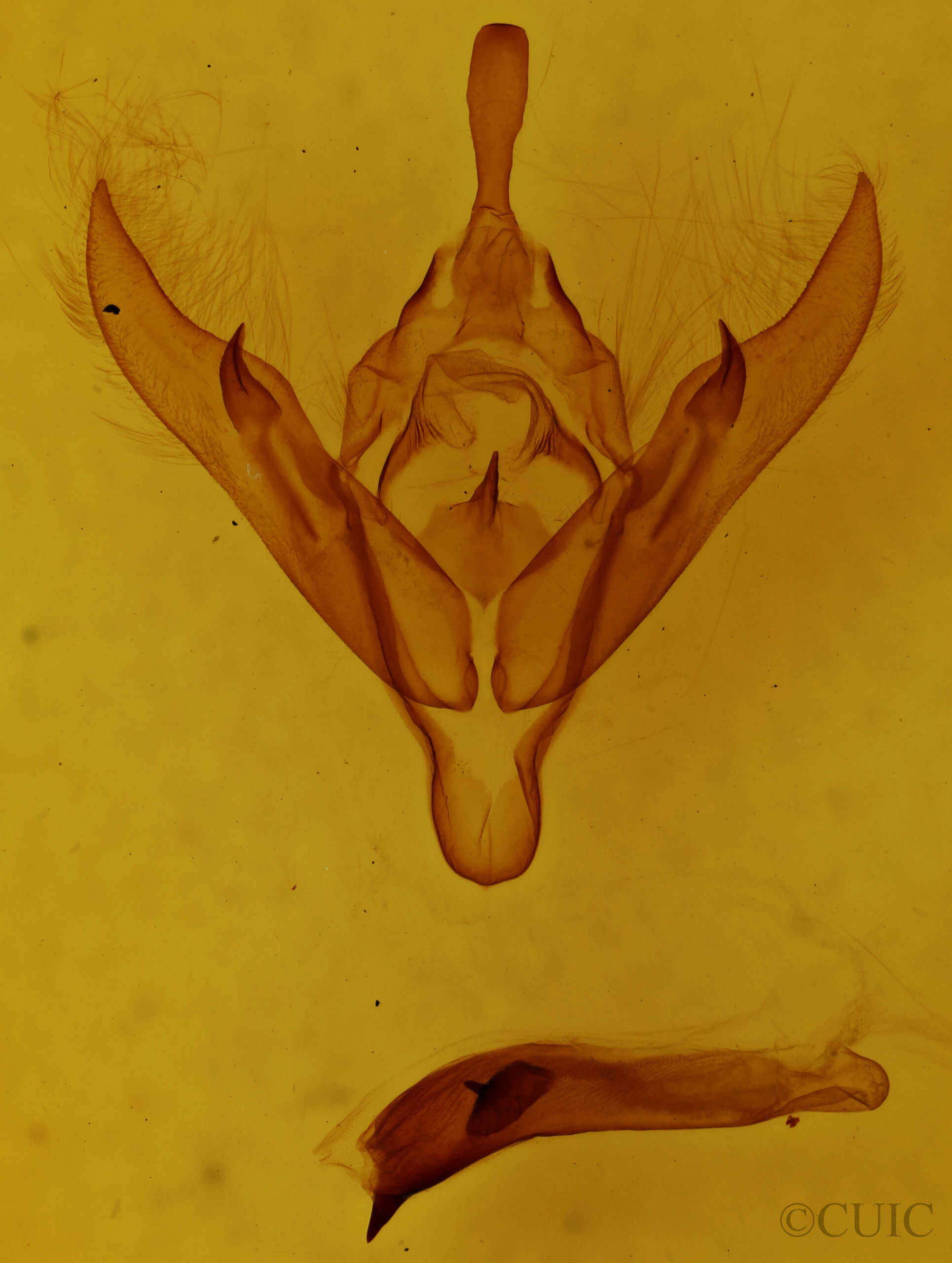 genitalia view of adult Choephora fungorum