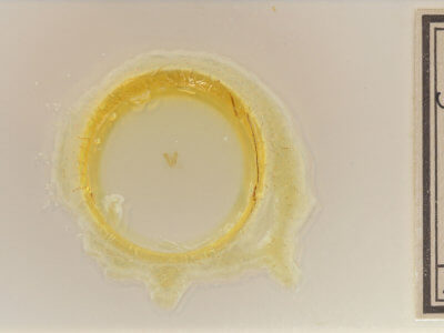 slide view of adult Choreutis pariana