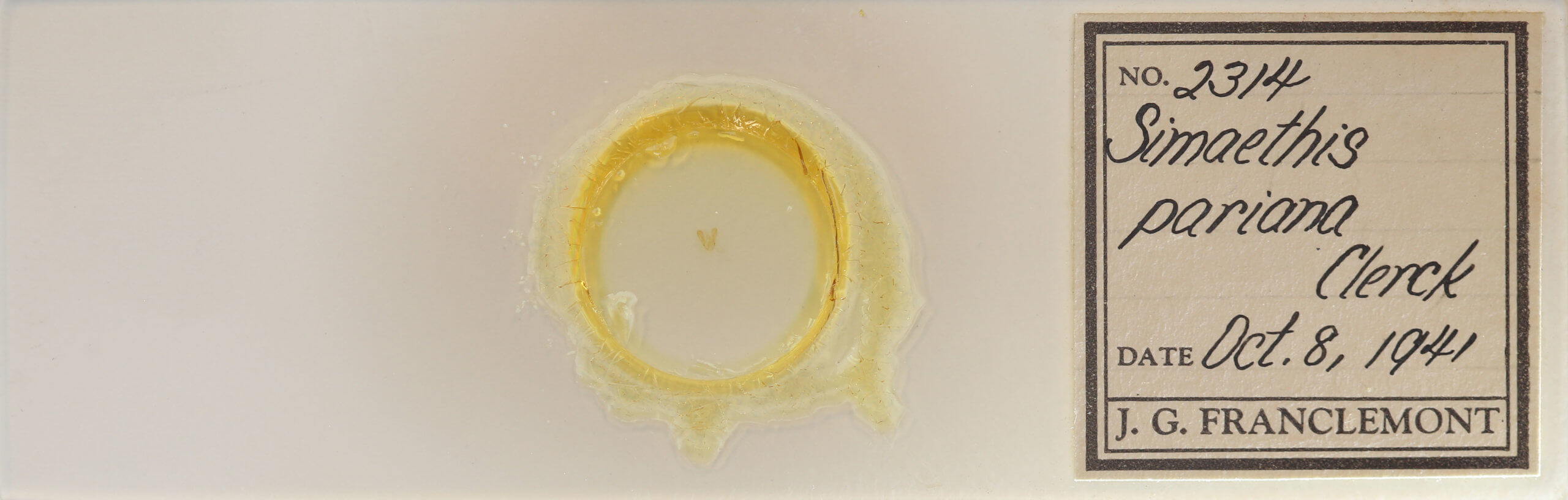 slide view of adult Choreutis pariana