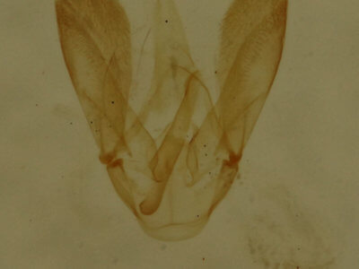 genitalia view of adult Choreutis pariana