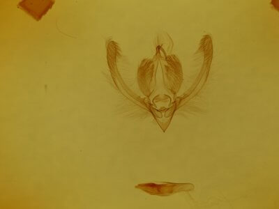 genitalia view of adult Chytonix