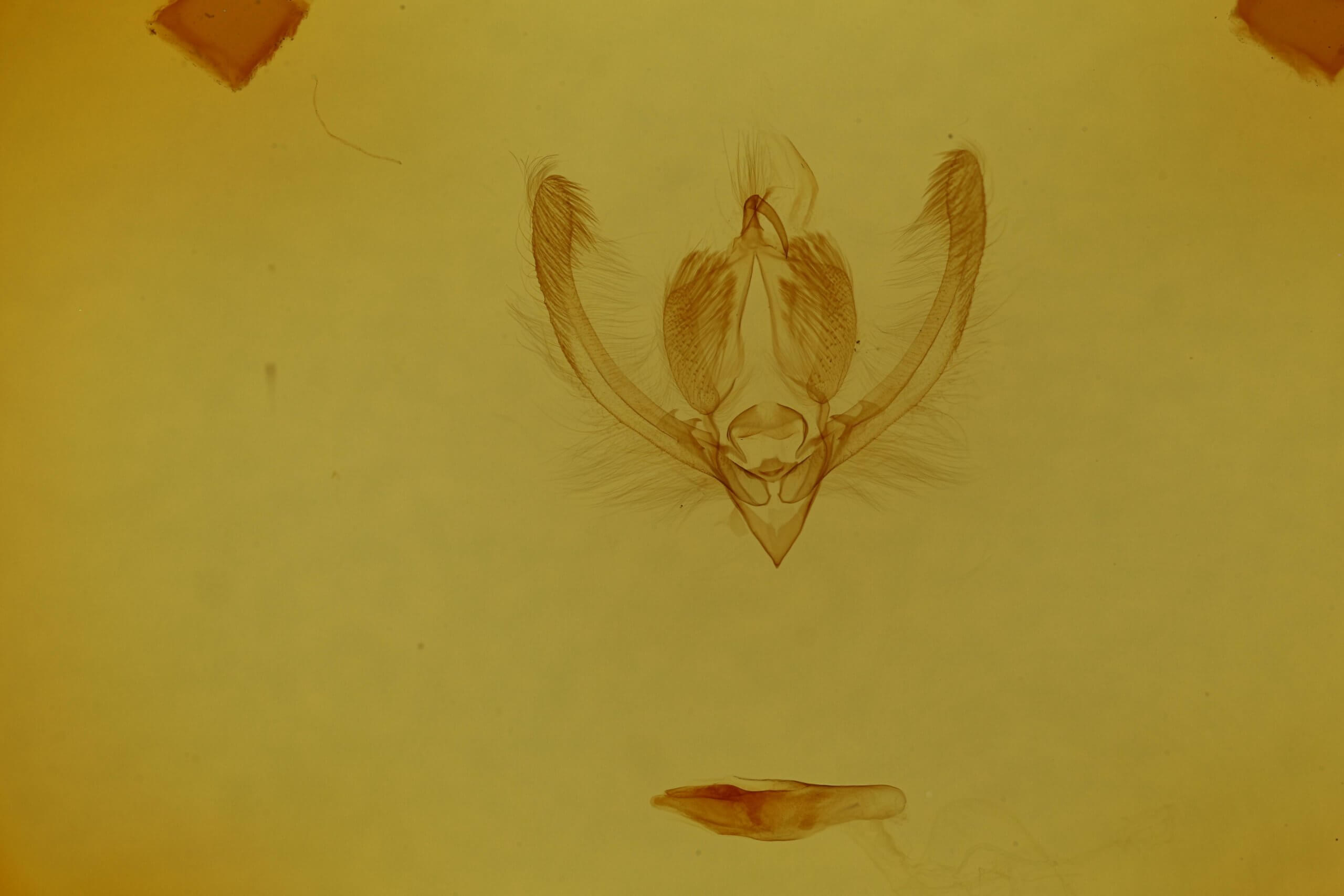 genitalia view of adult Chytonix
