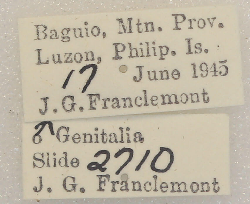 label view of adult Chytonix