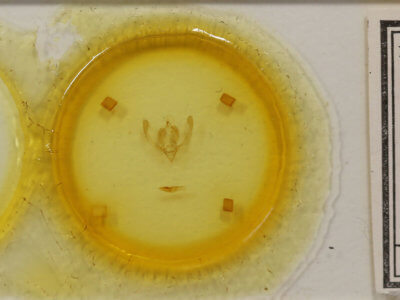 slide view of adult Chytonix