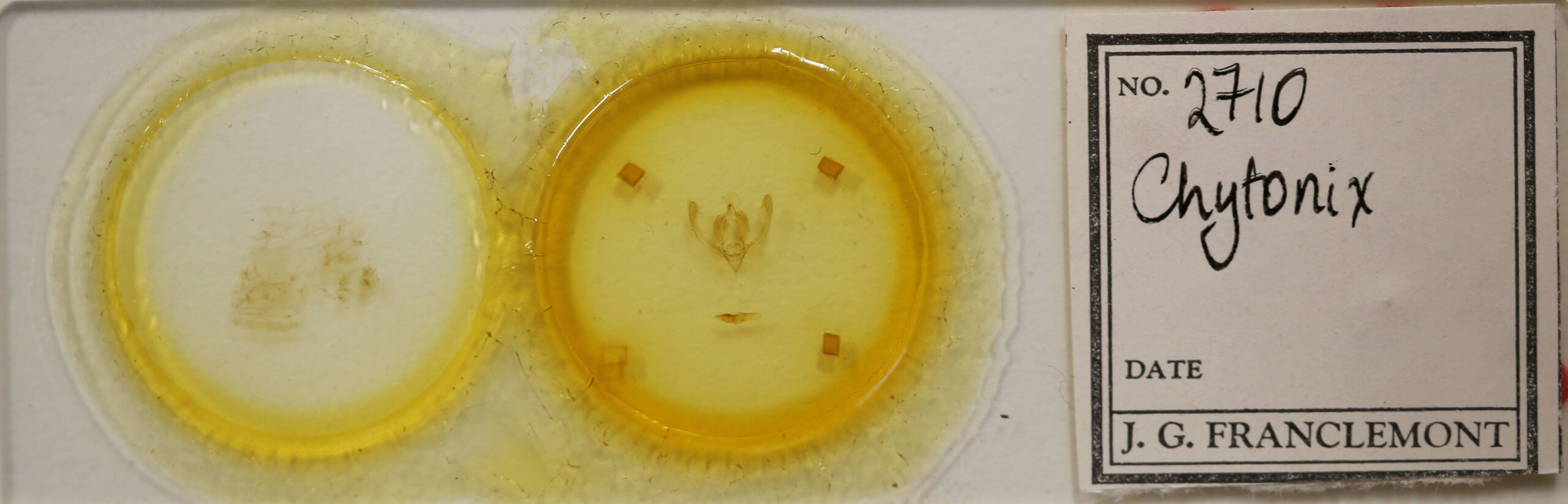 slide view of adult Chytonix