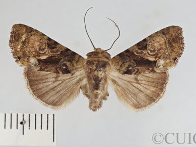 dorsal view of adult Chytonix