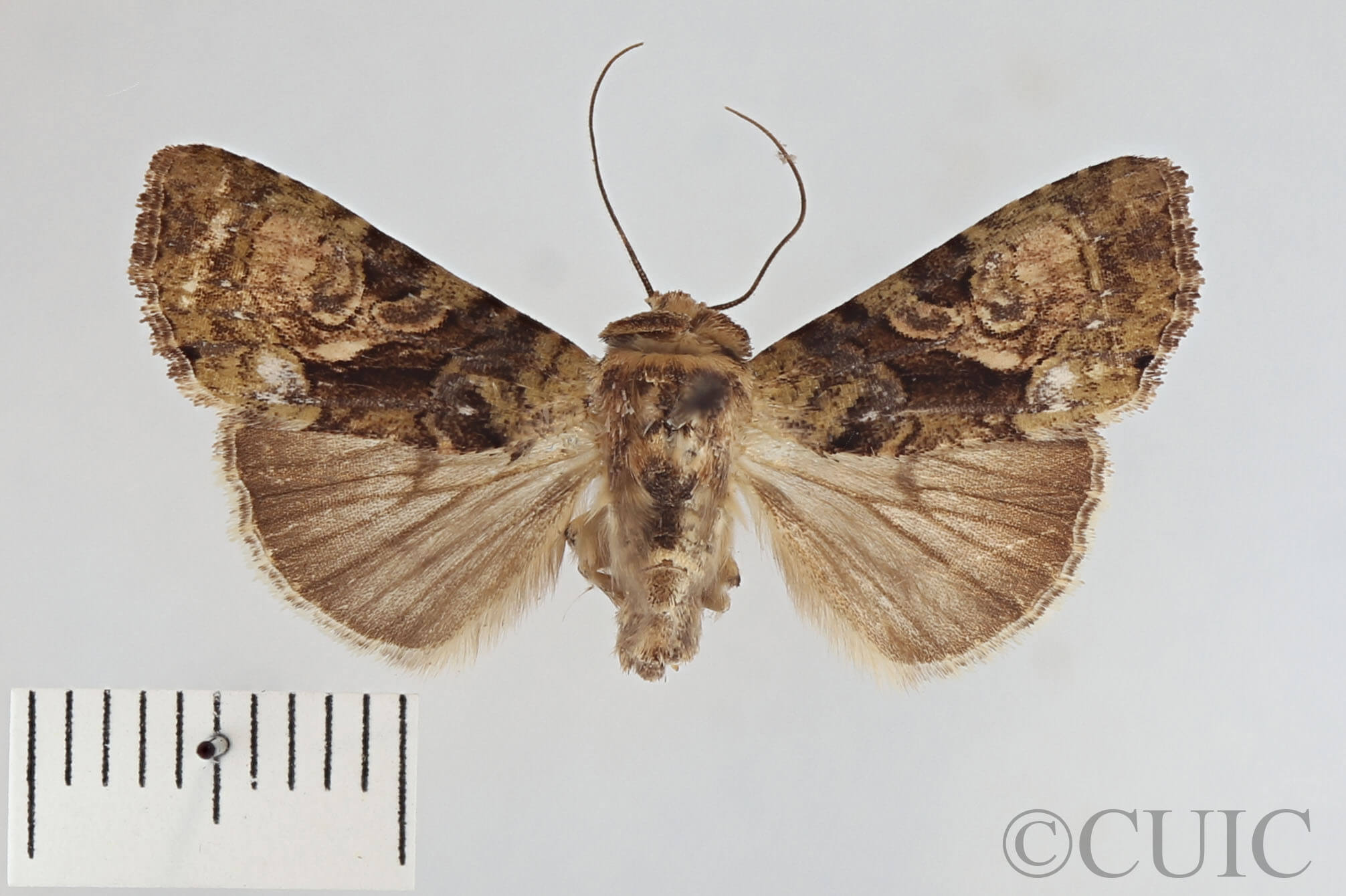 dorsal view of adult Chytonix