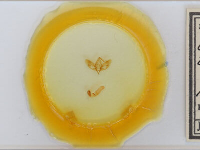 slide view of adult Cirrhophanus triangulifer