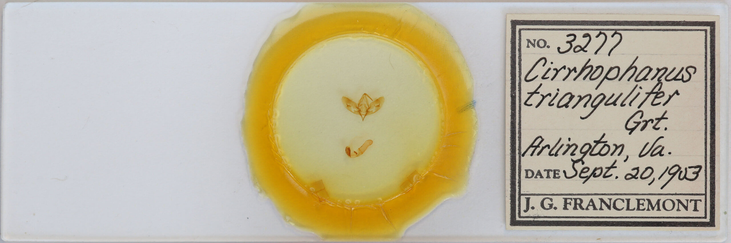 slide view of adult Cirrhophanus triangulifer