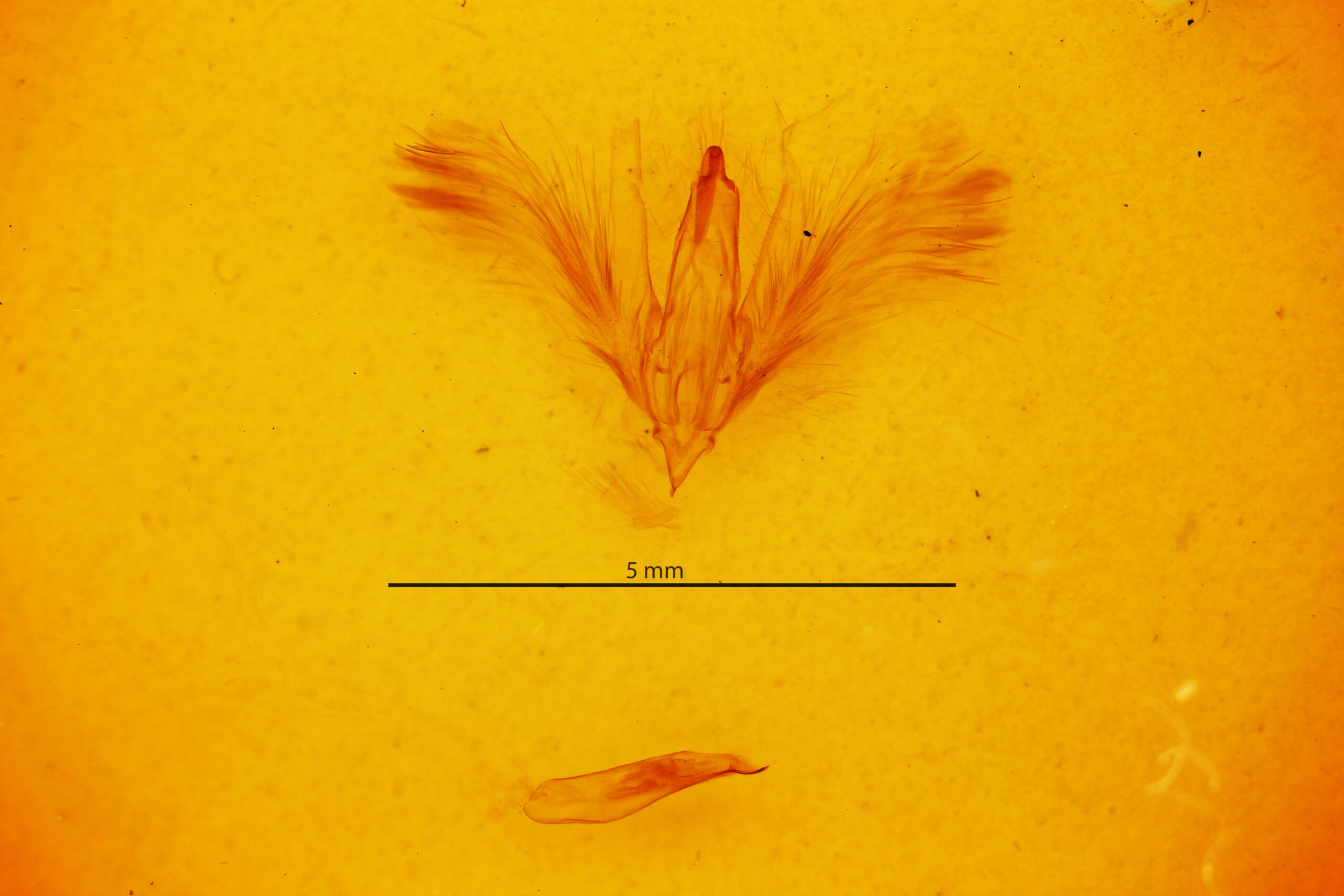 genitalia view of adult Claterna cydonia