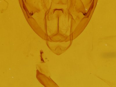 genitalia view of adult Cleora projecta