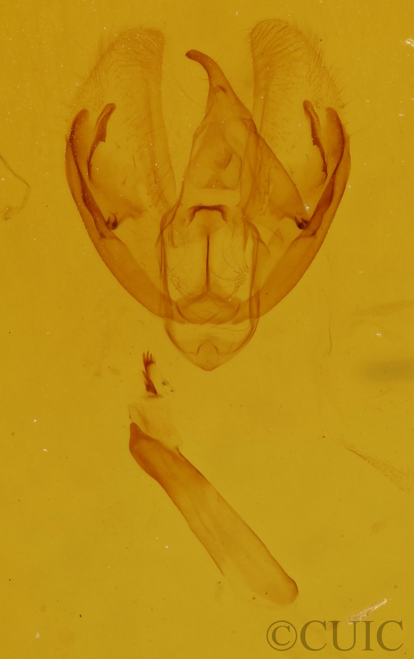 genitalia view of adult Cleora projecta