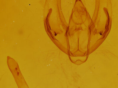 genitalia view of adult Cleora sublunaria