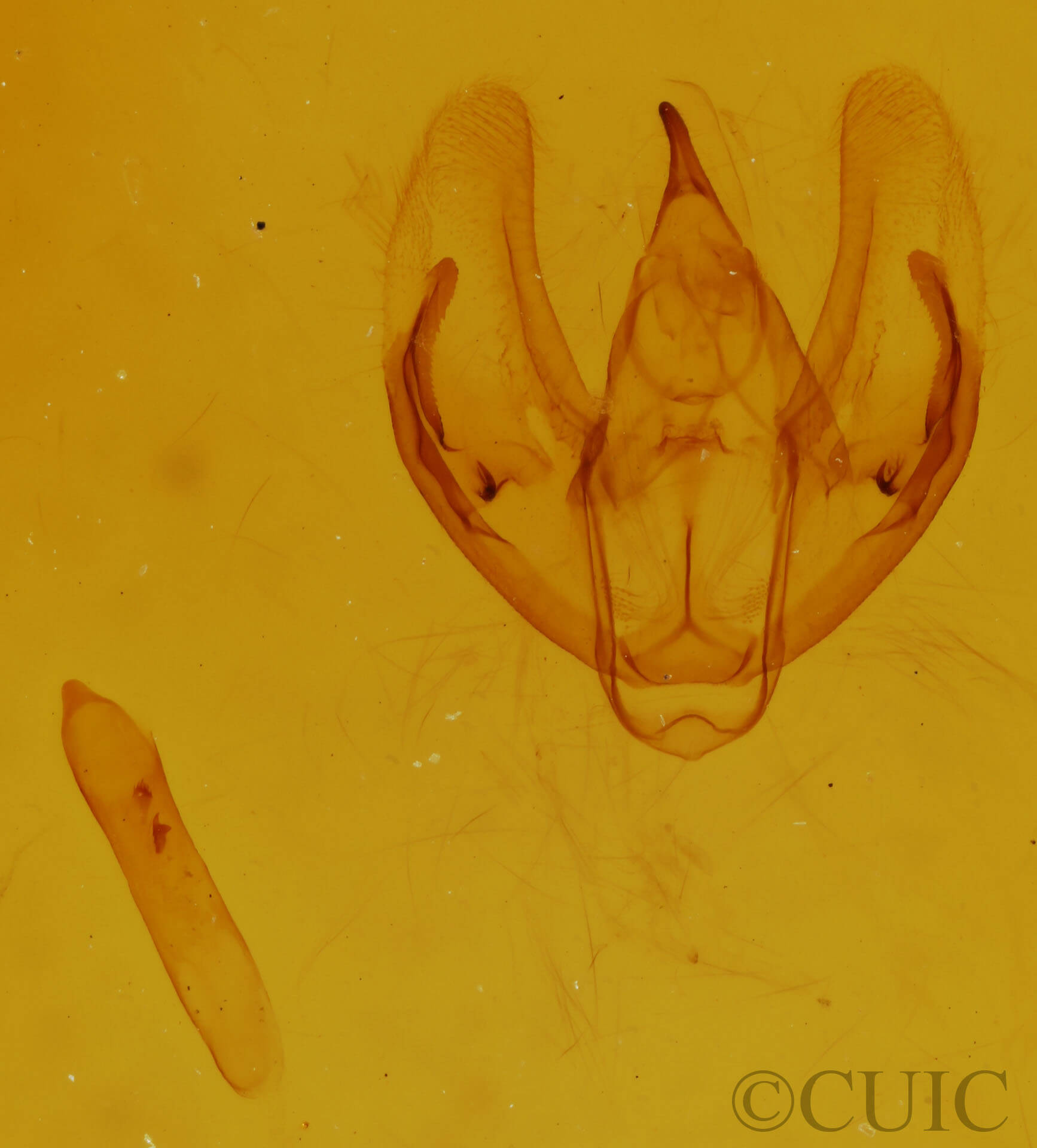 genitalia view of adult Cleora sublunaria