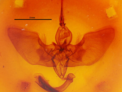 genitalia view of adult Lyssa