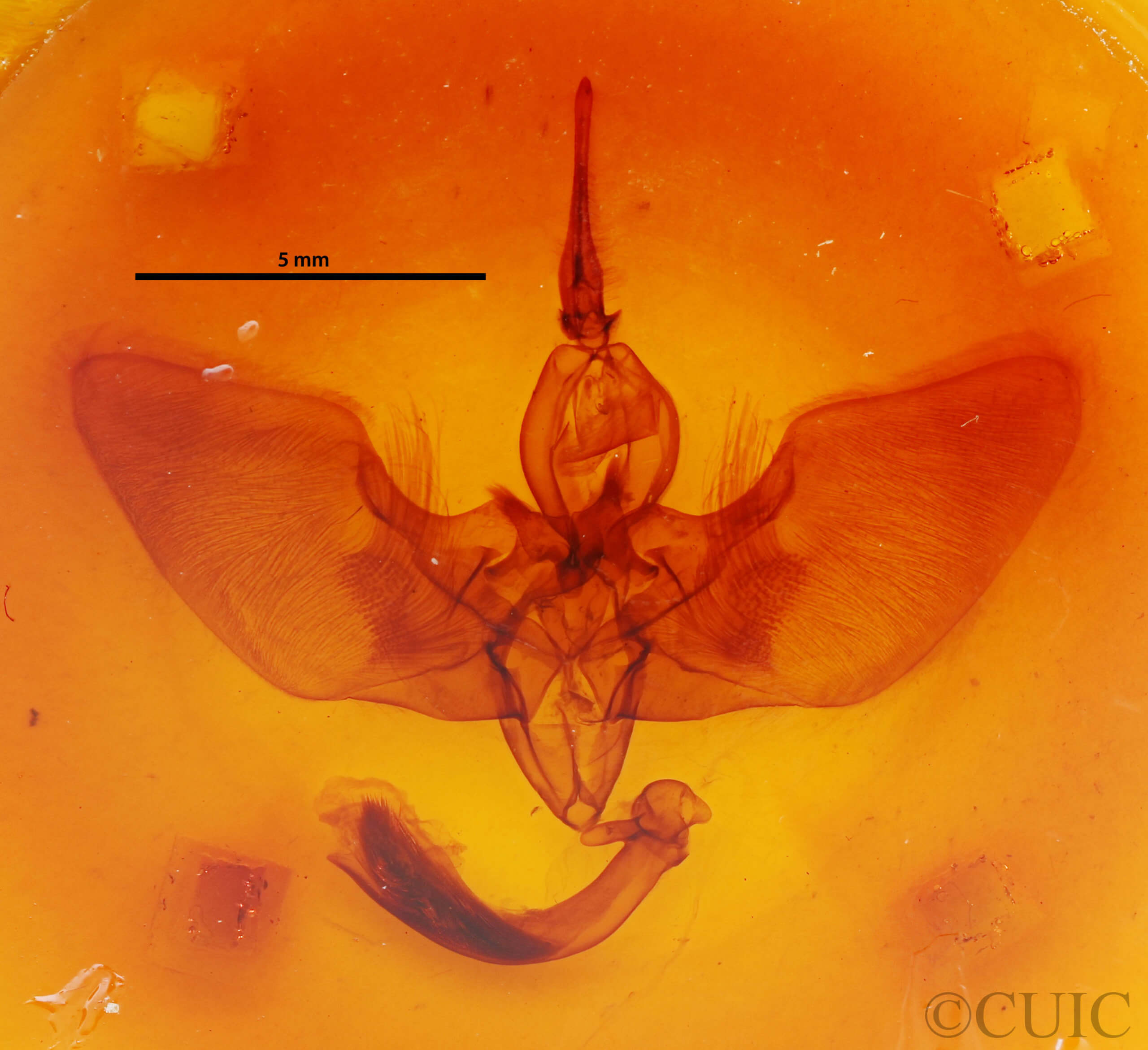 genitalia view of adult Lyssa