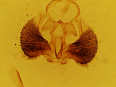 genitalia view of adult Clostera paraphora