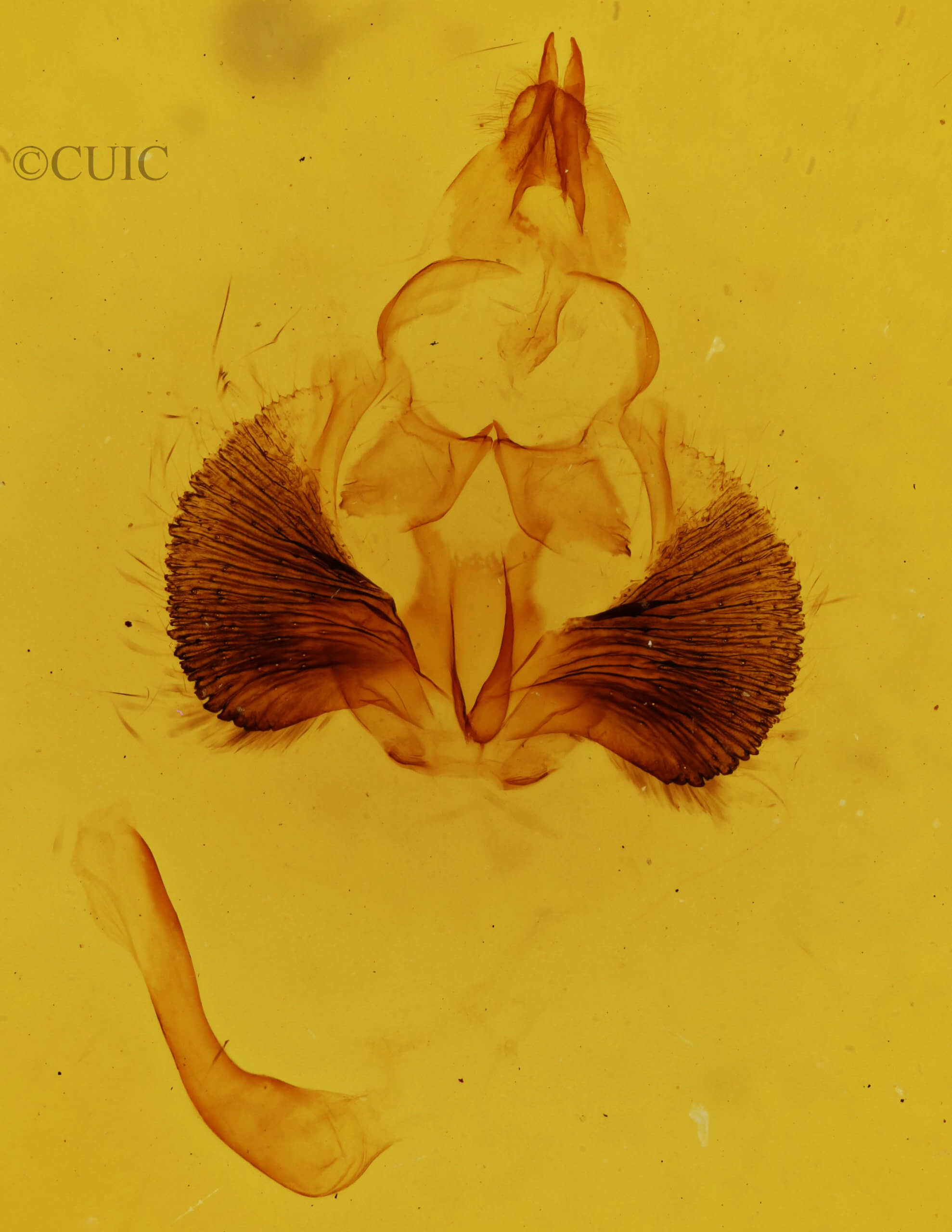 genitalia view of adult Clostera paraphora