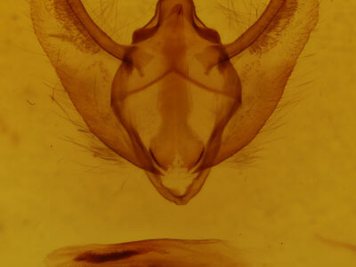 genitalia view of adult Cochisea