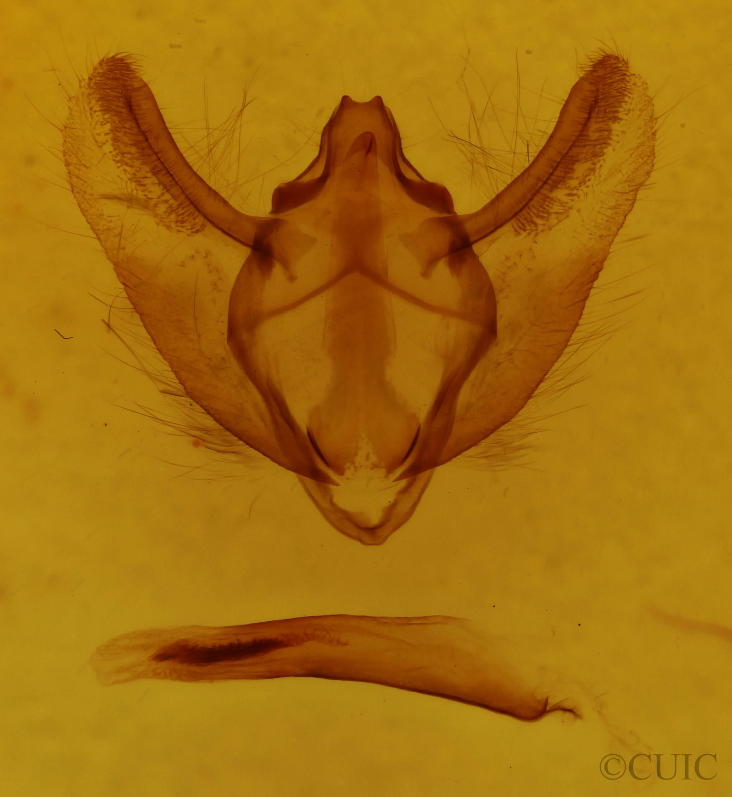 genitalia view of adult Cochisea
