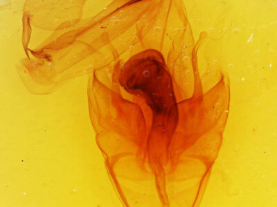genitalia view of adult Cocytia durvillii
