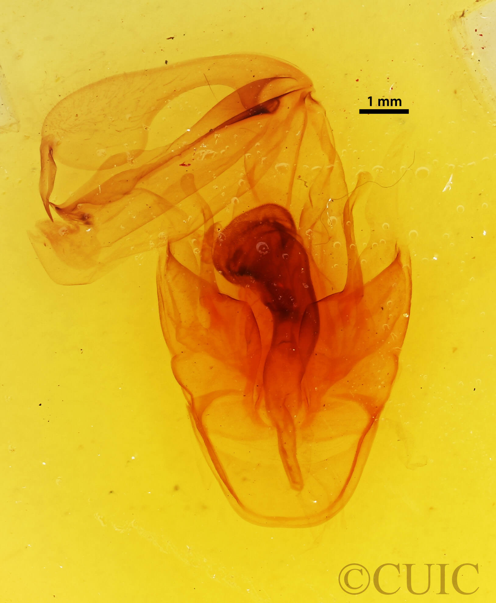 genitalia view of adult Cocytia durvillii