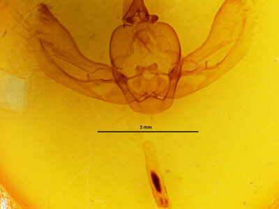 genitalia view of adult Arcte coerula