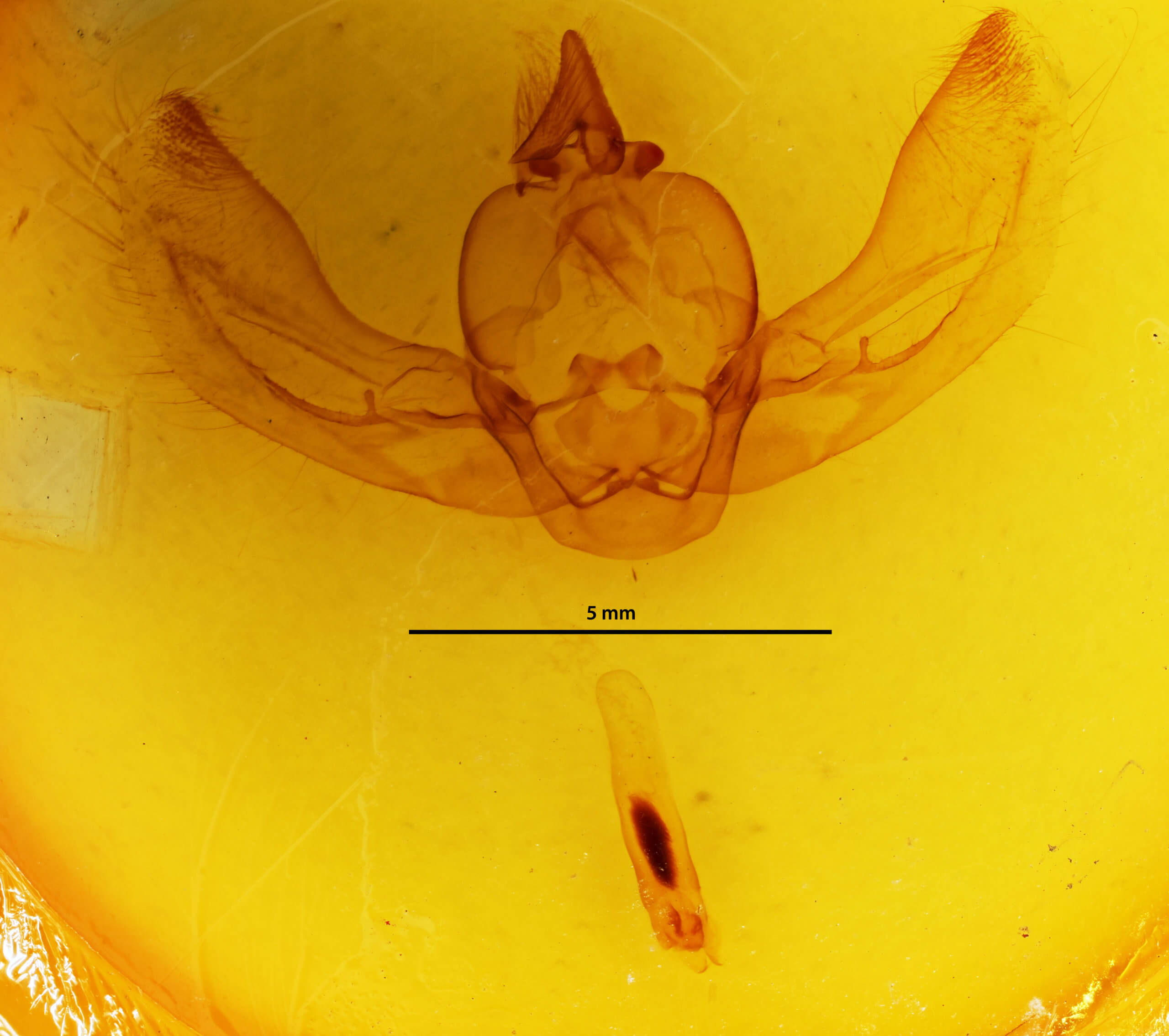 genitalia view of adult Arcte coerula