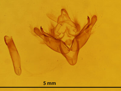 genitalia view of adult Coenobia rufa
