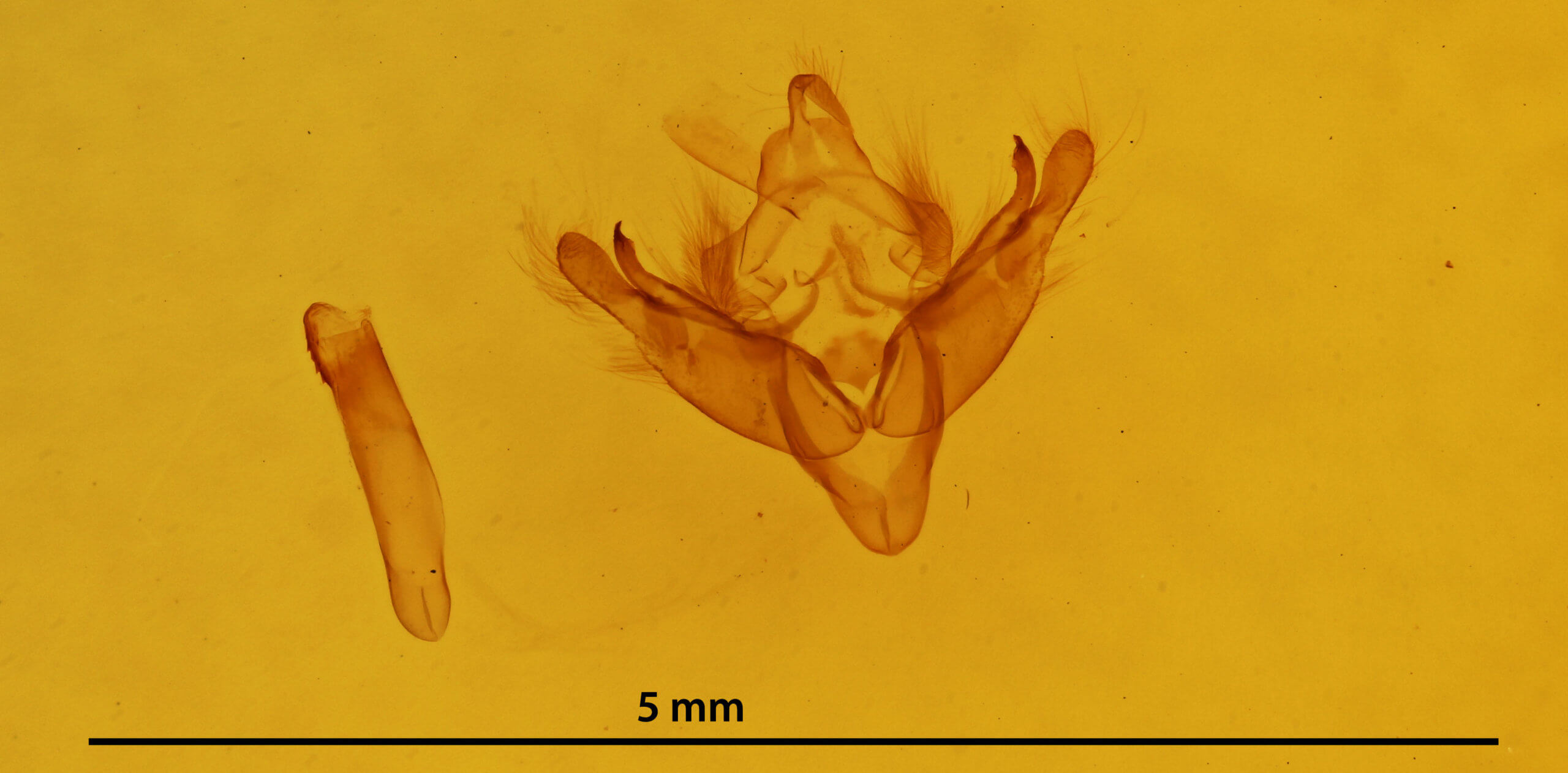 genitalia view of adult Coenobia rufa