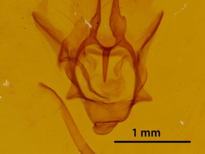 genitalia view of adult Colla