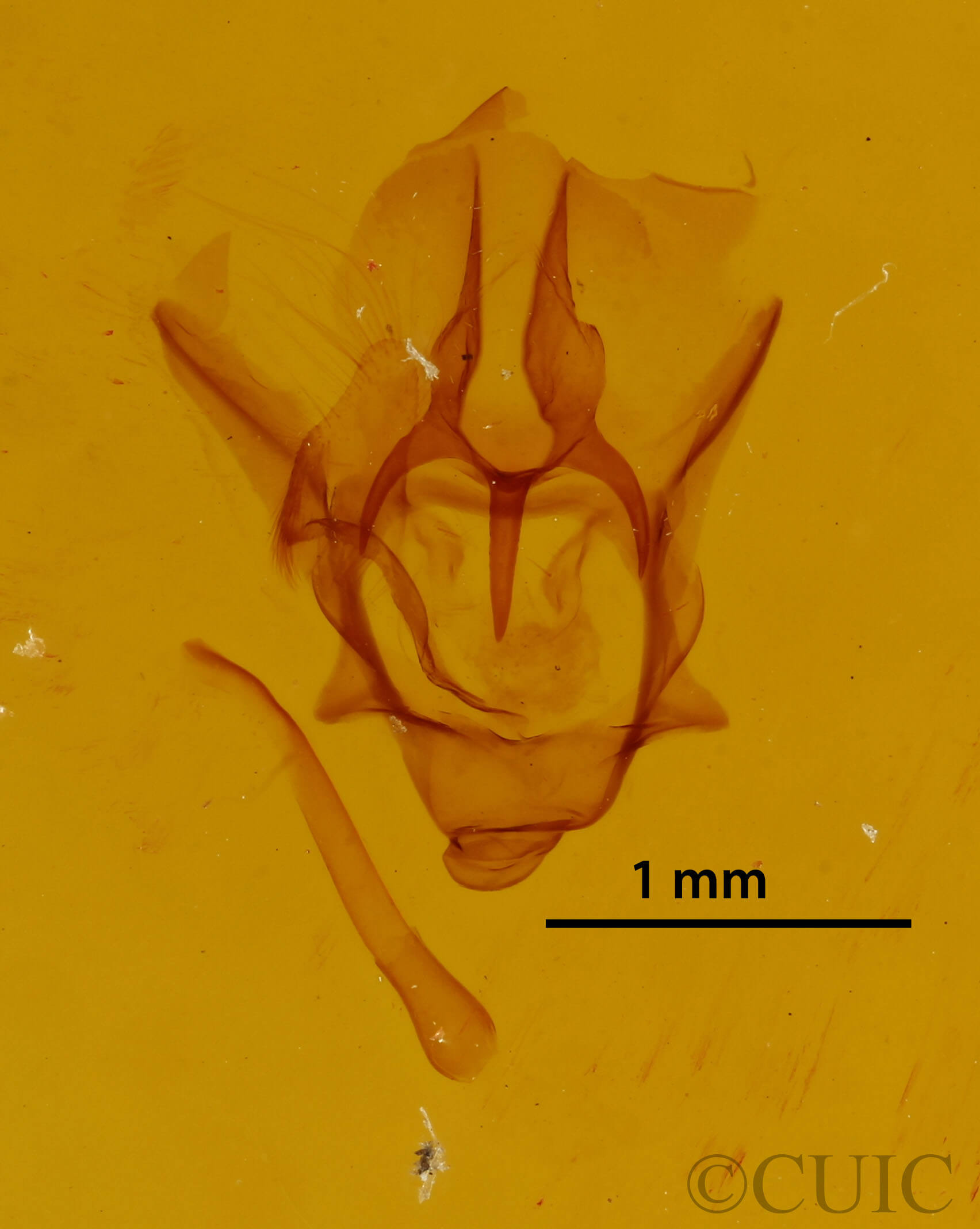 genitalia view of adult Colla