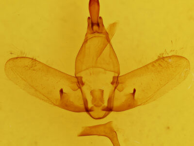 genitalia view of adult Colobata