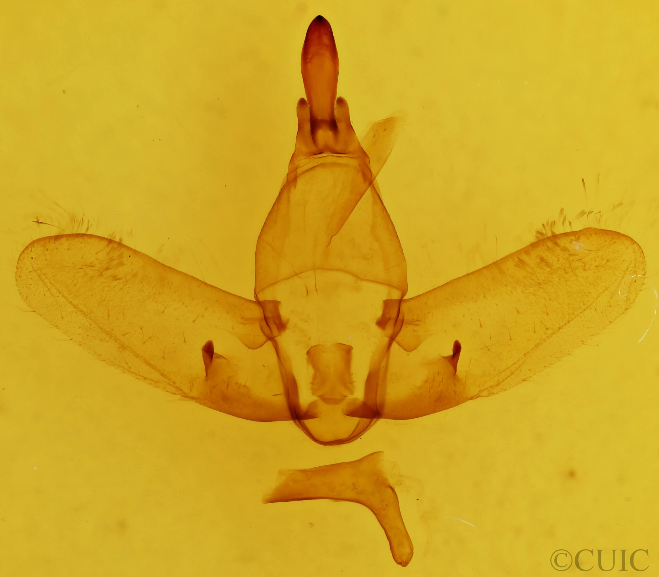 genitalia view of adult Colobata