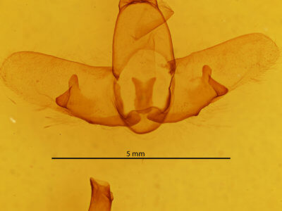 genitalia view of adult Ephoria dora