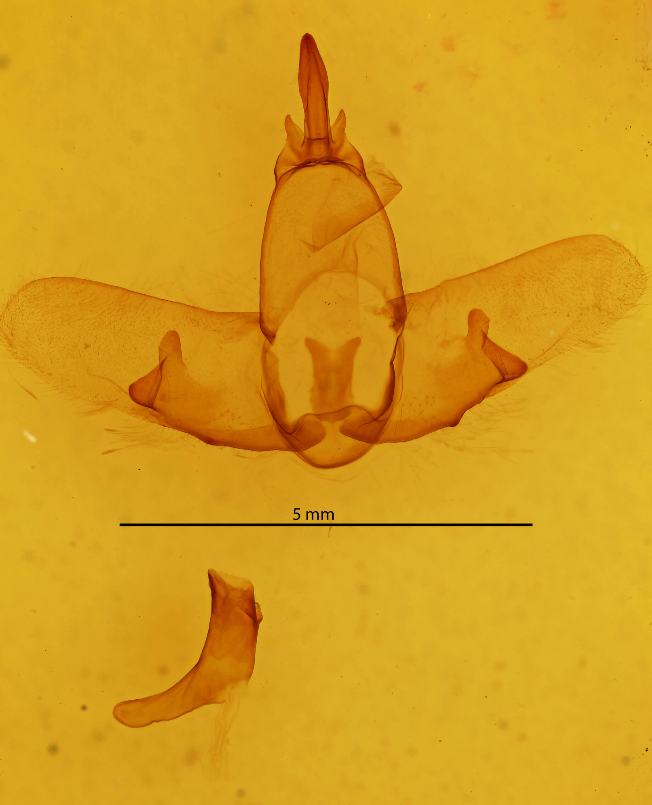genitalia view of adult Ephoria dora