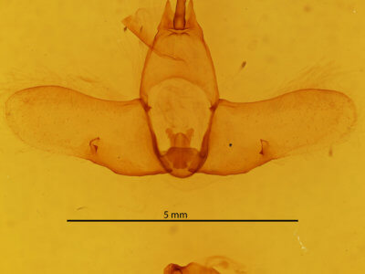 genitalia view of adult Ephoria ephora
