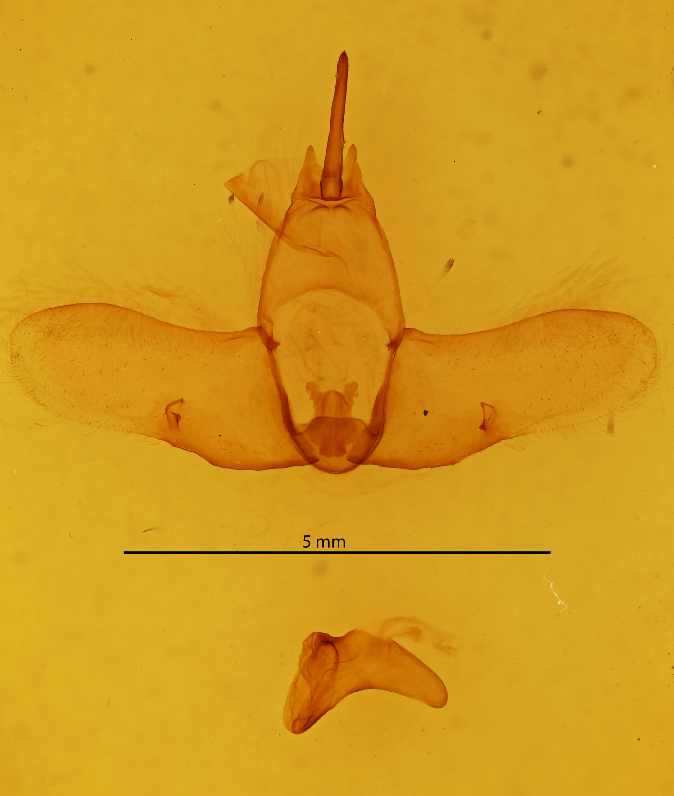 genitalia view of adult Ephoria ephora