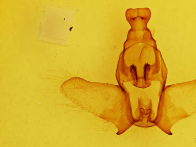 genitalia view of adult Ephoria lilacina