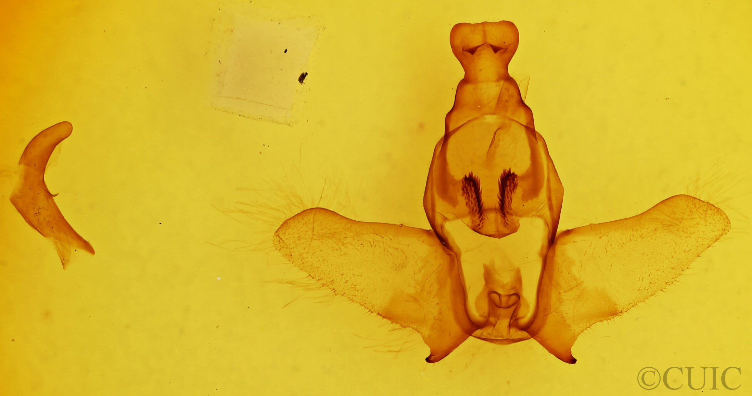 genitalia view of adult Ephoria lilacina