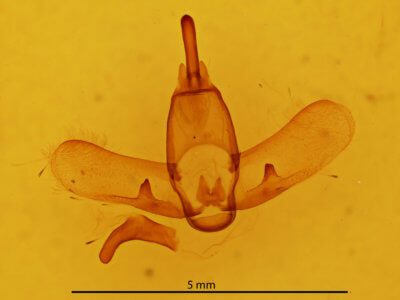 genitalia view of adult Ephoria thea