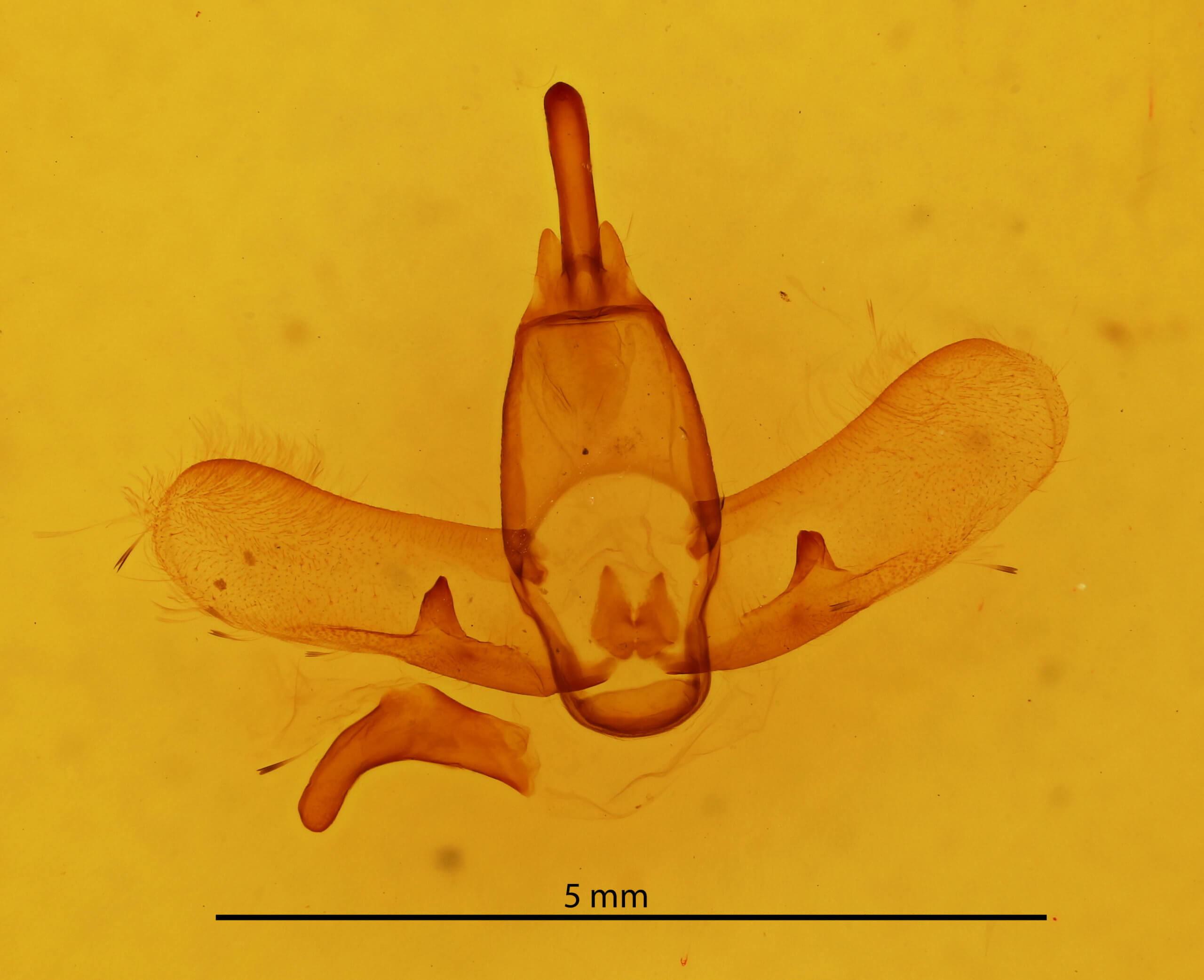 genitalia view of adult Ephoria thea