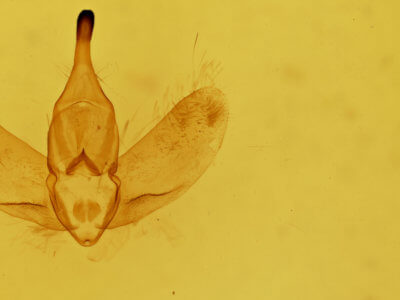 genitalia view of adult Prothysana felderi