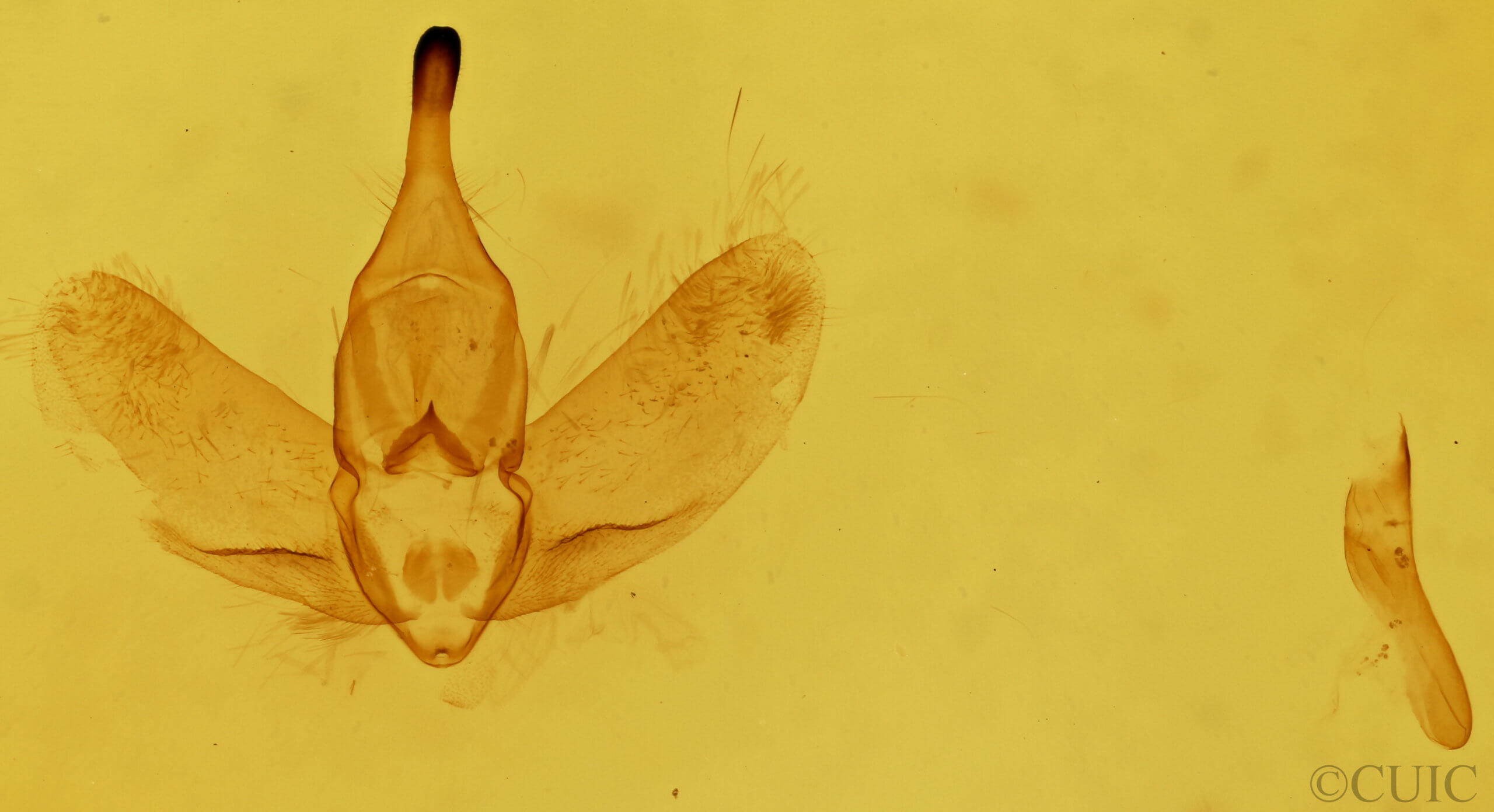 genitalia view of adult Prothysana felderi