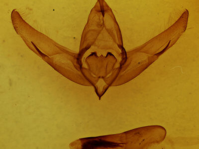 genitalia view of adult Copivaleria grotei