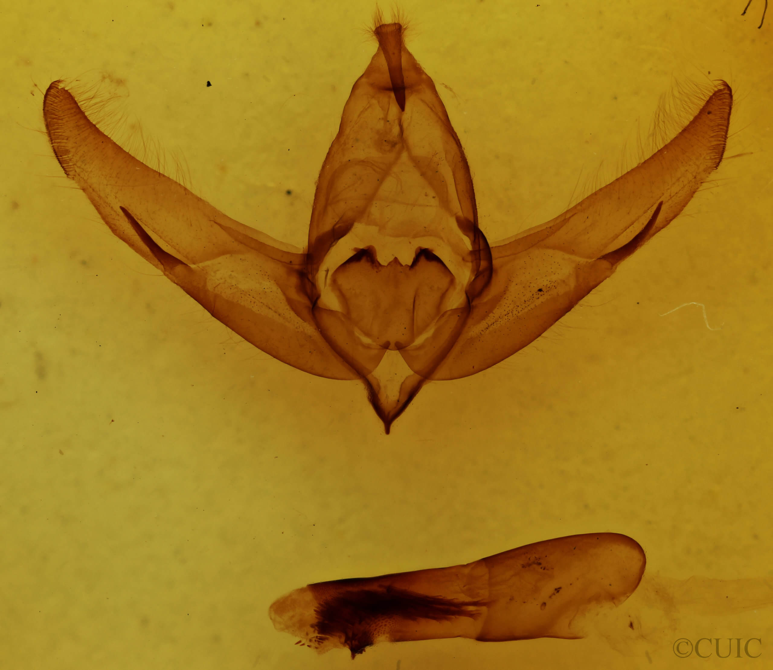 genitalia view of adult Copivaleria grotei