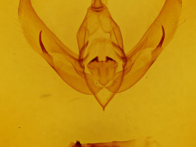 genitalia view of adult Copivaleria grotei