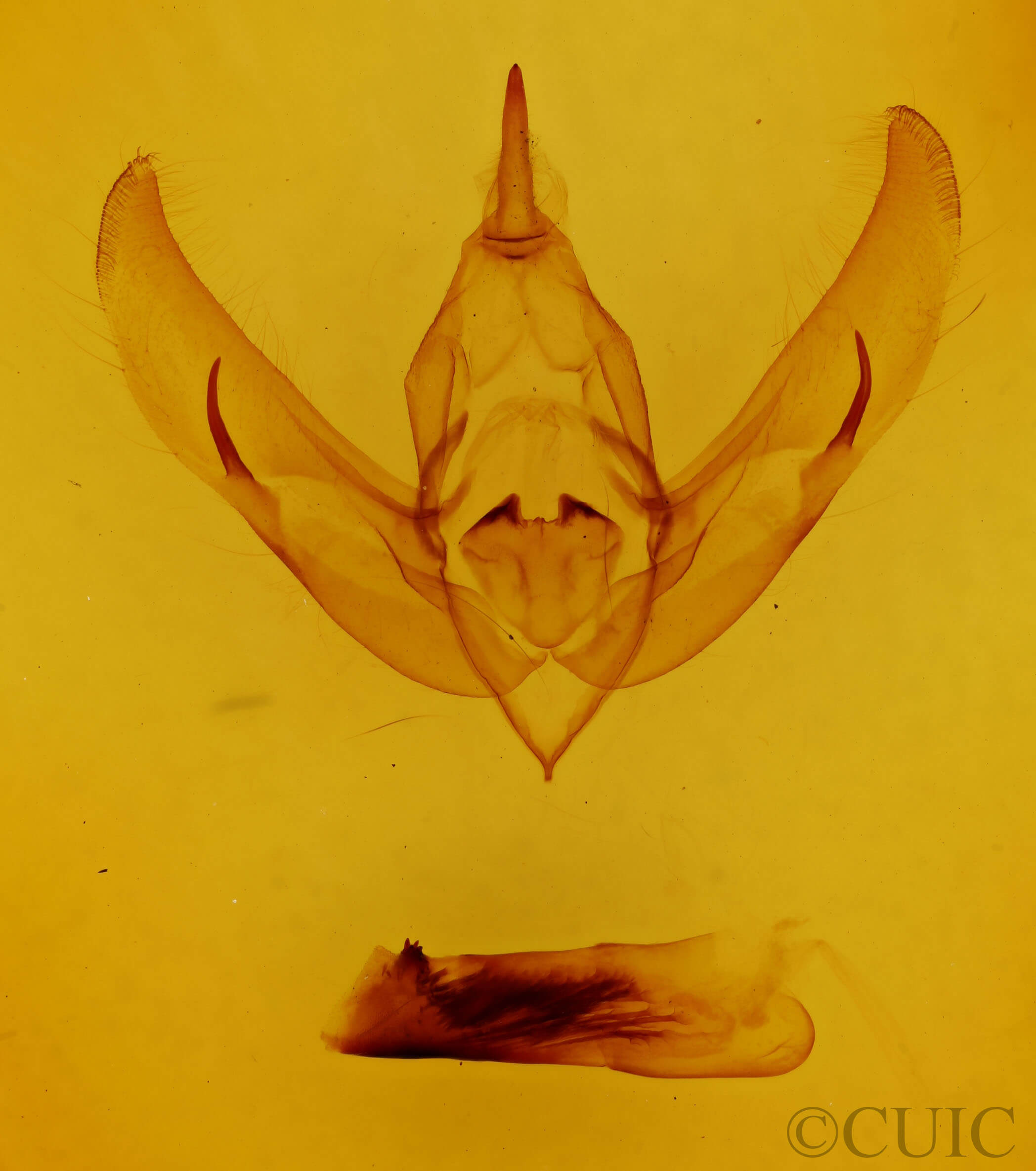genitalia view of adult Copivaleria grotei